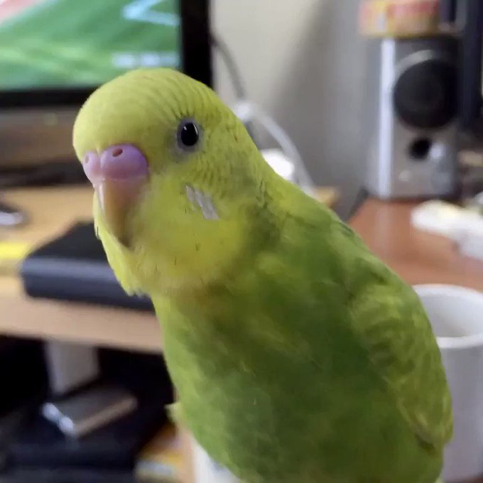 鳥たちのヒナ祭りあぁー懐かしなぁ😆過去動画(2014年) #ヒナまつり #インコ #鳥たちのヒナ祭り 鳥たちのヒナ祭りあぁー懐かしなぁ😆過去動画(2014年) #ヒナまつり #インコ #鳥たちのヒナ祭り