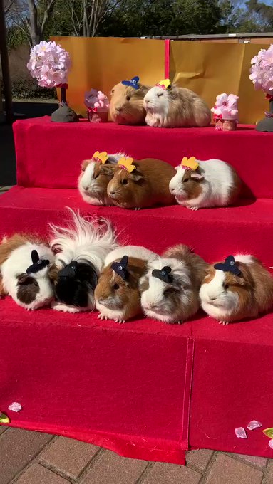 今日はひな祭りです🎎千葉市動物公園から、モルモットたちによるモル壇をお届けします🌸(ふ)#モル壇 #ひな祭り #千葉市動 今日はひな祭りです🎎千葉市動物公園から、モルモットたちによるモル壇をお届けします🌸(ふ)#モル壇 #ひな祭り #千葉市動