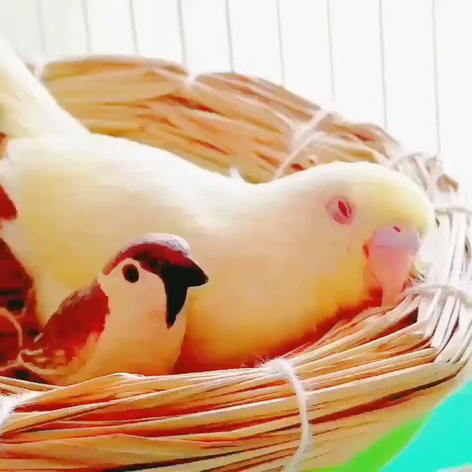 ヒナまつり🐥きなちゃん(幼鳥時)#セキセイインコ #ひな祭り #ヒナ祭り #セキセイインコのきなちゃん ヒナまつり🐥きなちゃん(幼鳥時)#セキセイインコ #ひな祭り #ヒナ祭り #セキセイインコのきなちゃん
