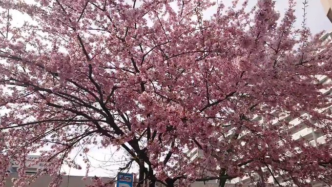 最終日を祝ってるかの如く咲き誇ってました🌸#コトブキ 最終日を祝ってるかの如く咲き誇ってました🌸#コトブキ