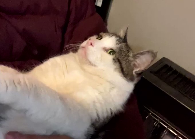 12歳オヤジ猫、オヤジに抱かれてウットリ❤️ 12歳オヤジ猫、オヤジに抱かれてウットリ❤️