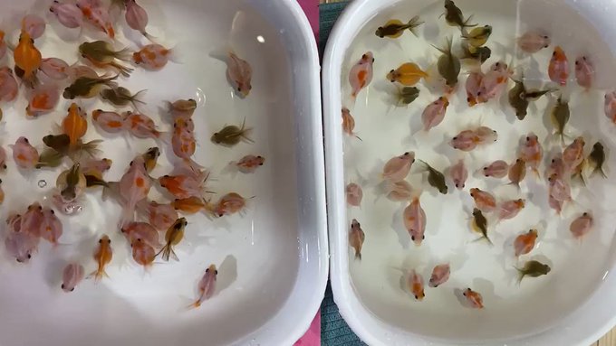 ピンポンおチビタライのお水換えをしました✨ ピンポンおチビタライのお水換えをしました✨