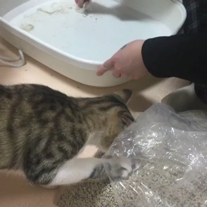 70日目のみゆゆらただいま、金曜の夜ぶりだね🥺悲しいくらいにみゆゆらに歓迎されることもなく…むしろピンポン鳴らして入った 70日目のみゆゆらただいま、金曜の夜ぶりだね🥺悲しいくらいにみゆゆらに歓迎されることもなく…むしろピンポン鳴らして入った