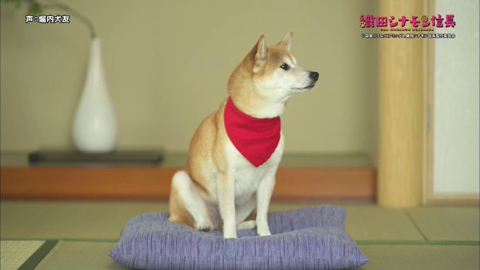 /シナモンから大切なお知らせ!\「#織田シナモン信長」📺本日深夜2時スタート!今日は #犬の日🐶いつもよりたくさんシナモ /シナモンから大切なお知らせ!\「#織田シナモン信長」📺本日深夜2時スタート!今日は #犬の日🐶いつもよりたくさんシナモ