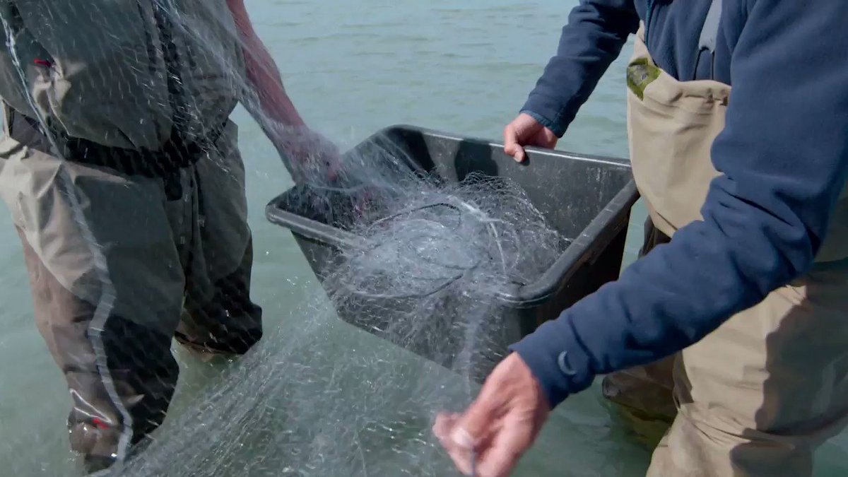 If Atlantic Salmon always return to the river of their birth, how did they first colonise Iceland, a remote volcanic island in the North Atlantic?  Tomorrow night on #UnknownWaters, #JeremyWade teams up with a local scientist to find answers...   #Iceland #AtlanticSalmon https://t.co/67B2p22QGJ