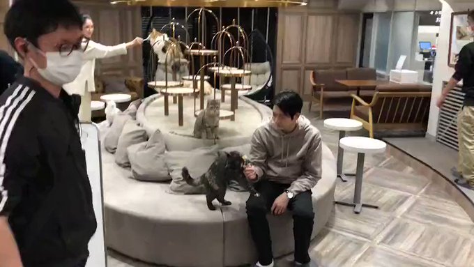 ハードボイルド探偵&女鬼平の?!#猫カフェ デート😻オフショット大公開😻😻#婚活探偵 第3話 見逃し配信中📺👇ネ ハードボイルド探偵&女鬼平の?!#猫カフェ デート😻オフショット大公開😻😻#婚活探偵 第3話 見逃し配信中📺👇ネ