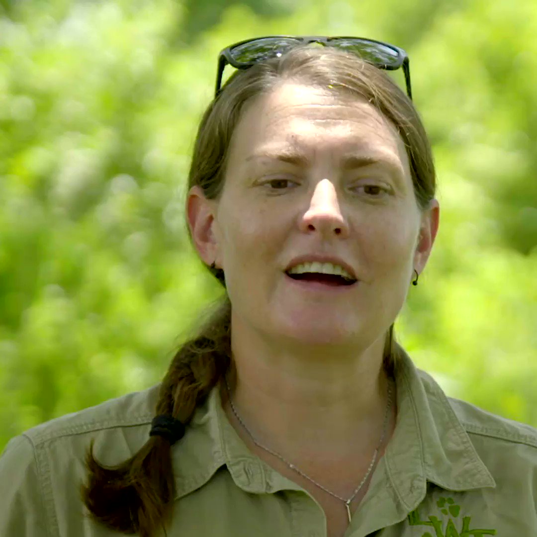 Even with their feisty nature, Dr Amanda Salb's favourite animal to work with with is the Vervet Monkey and Baboon🐒🇲🇼  Do you have a favourite animal out of all the patients on #MalawiWildlifeRescue ? https://t.co/qQeTDDPCiH