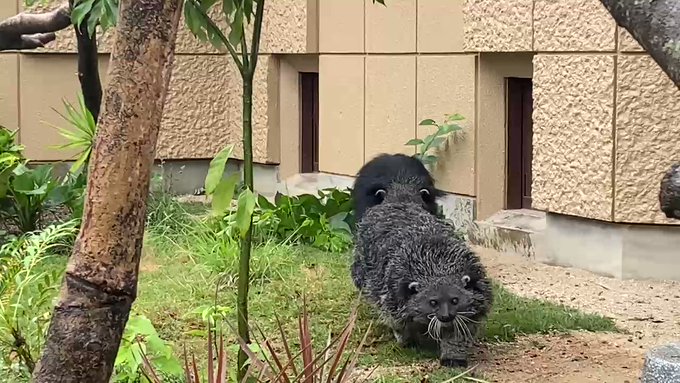 ビントロングは機関車へと変化できるのをご存知でしょうか。#徳山動物園 #ビントロング #ひなた #ウダーラ #機関車 # ビントロングは機関車へと変化できるのをご存知でしょうか。#徳山動物園 #ビントロング #ひなた #ウダーラ #機関車 #