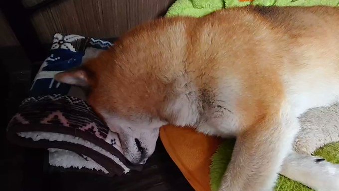 It's the dog days of summer!久太郎、今日は猛暑日だな🔥 It's the dog days of summer!久太郎、今日は猛暑日だな🔥