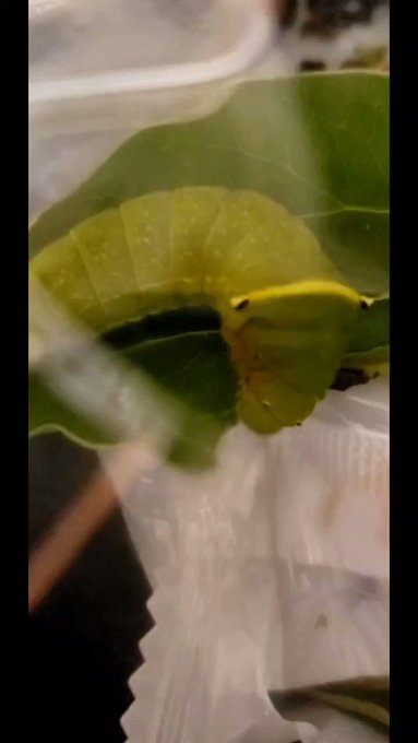 いもいも。食欲旺盛な、 #アオスジアゲハ いもちゃん!🐛けど、なんだか体の色がおかしい…!?一部茶色っぽくなってるのは病 いもいも。食欲旺盛な、 #アオスジアゲハ いもちゃん!🐛けど、なんだか体の色がおかしい…!?一部茶色っぽくなってるのは病