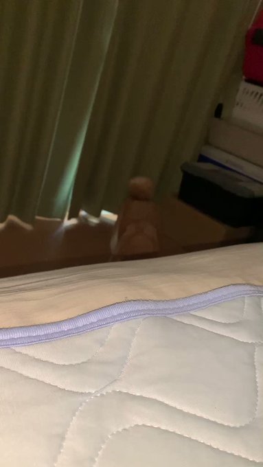 おはようございます。①ベッドに飛び乗って来る12歳。まだまだ若い。 おはようございます。①ベッドに飛び乗って来る12歳。まだまだ若い。