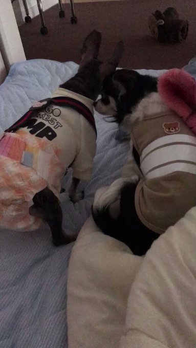 もーすぐお姉ちゃん虹の橋行って半年経つね😭早いね😢大優のお姉ちゃん大好きやったね♡思い出すだけで涙出るよ🥲#いぬのいる暮 もーすぐお姉ちゃん虹の橋行って半年経つね😭早いね😢大優のお姉ちゃん大好きやったね♡思い出すだけで涙出るよ🥲#いぬのいる暮