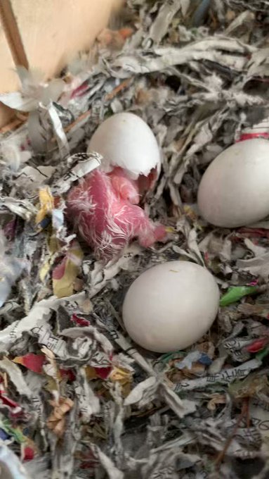 カリメロちゃんw#コザクラインコ カリメロちゃんw#コザクラインコ