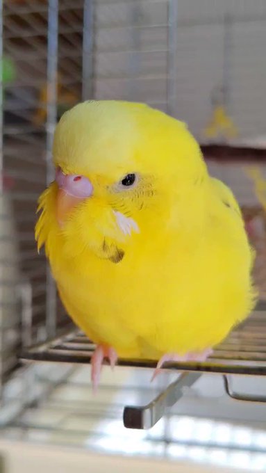 パーちゃんは現在4才7ヶ月🐥人年齢はいくつになるのか調べてみました。なんと41才😳バカボンのパパと同い年なのだ!飼い主に パーちゃんは現在4才7ヶ月🐥人年齢はいくつになるのか調べてみました。なんと41才😳バカボンのパパと同い年なのだ!飼い主に