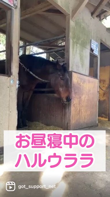 先日のインスタライブの面白シーンをショートにまとめたもの#ハルウララ#ハヤテ 先日のインスタライブの面白シーンをショートにまとめたもの#ハルウララ#ハヤテ