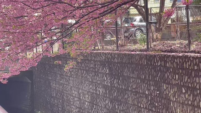 河津桜もふたたび。「秒速5センチメートル」？と見ていたら、最後にご褒美。 