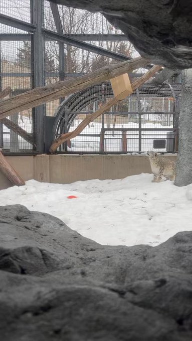 今朝のユキヒョウのユーリ📦#旭山動物園　#asahiyamazoo#ユキヒョウ　#snowleopard#ユーリ　#もう