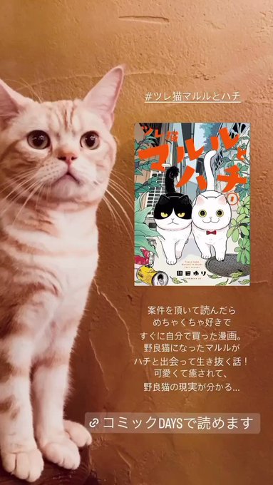 ストーリーに載せた漫画まとめ!#ツレ猫マルルとハチ#サンダー3#そのへんのアクタ#あそびあそばせ#シメジシミュレーション ストーリーに載せた漫画まとめ!#ツレ猫マルルとハチ#サンダー3#そのへんのアクタ#あそびあそばせ#シメジシミュレーション