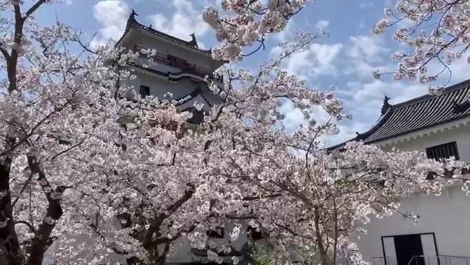 （注）昨年の桜🌸です✨#ユーリonice #yoi #yurionice#ゾンビランドサガ #佐賀 #唐津 