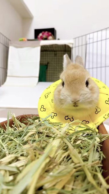 🐰ヌシさぁあんた痩せたい言うわりにずっと食べてるよね見えなくても音でわかんのよ何食べてるかも匂いでわかるよなにせうさぎだ 🐰ヌシさぁあんた痩せたい言うわりにずっと食べてるよね見えなくても音でわかんのよ何食べてるかも匂いでわかるよなにせうさぎだ