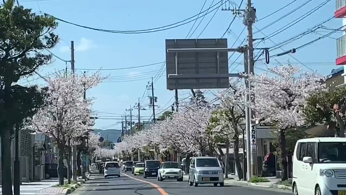 【まだ桜🌸は咲いてませんが…】あと一週間もすれば、唐津城の周辺はこの様になります※動画は昨年度のものです#ユーリオンアイ