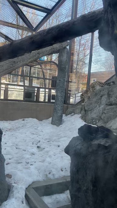 本日のユキヒョウのユーリ❄️その①#旭山動物園　#asahiyamazoo#ユキヒョウ　#snowleopard#ユーリ