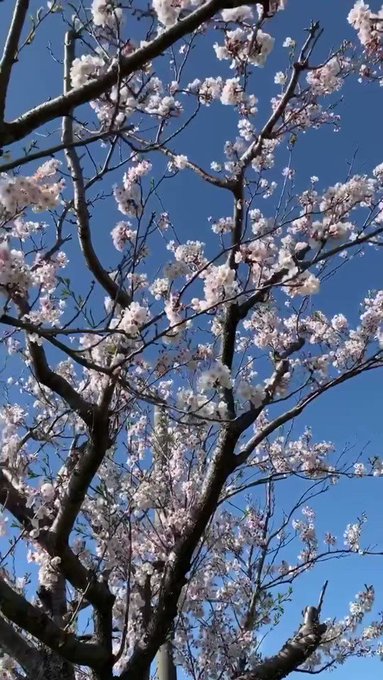 #ユーリオンアイス のポスターと唐津城🏯と桜🌸※昨年度の桜です#YOI #佐賀 #唐津 #yurionice 