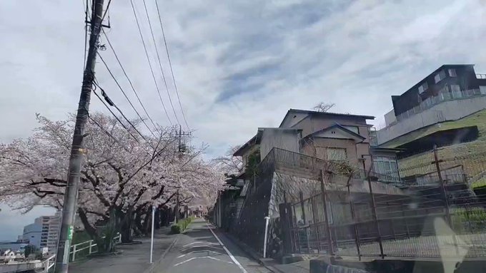 地元 #聖蹟桜ヶ丘 の桜ドライブ😊一昨日の午前中、雨が降る前に撮ってきました🌸 駅前はほぼ満開、丘の上は7分咲ぐらい。 地元 #聖蹟桜ヶ丘 の桜ドライブ😊一昨日の午前中、雨が降る前に撮ってきました🌸 駅前はほぼ満開、丘の上は7分咲ぐらい。