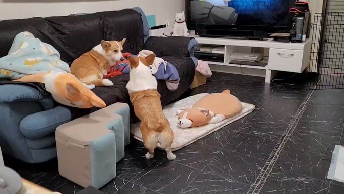 荒れ地😅ふー🌀遊びたーい🐶サン気分じゃなーい🐶なにか食べたいシー🐶異世界アニメにハマるわが家異世界食堂🧆とんでもスキルで 荒れ地😅ふー🌀遊びたーい🐶サン気分じゃなーい🐶なにか食べたいシー🐶異世界アニメにハマるわが家異世界食堂🧆とんでもスキルで