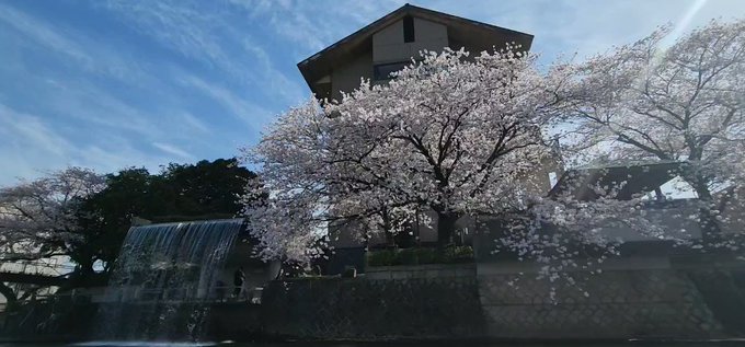 #岐阜 #大垣 #舟下り #今日の桜舟下りのときの動画。#四季の広場 の桜だよ。聲の形の聖地でもある場所。水門川から見る