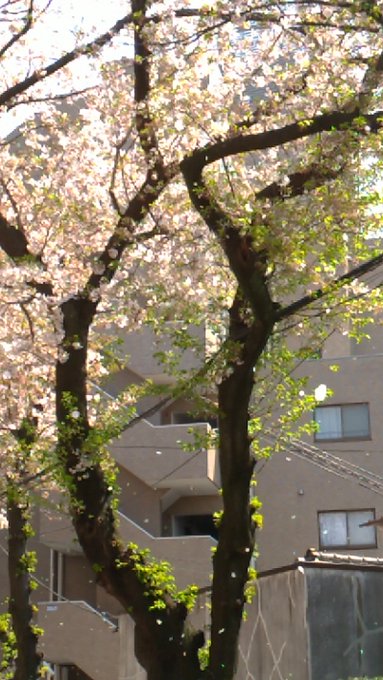 秒速5センチメートル桜の花びらの落ちるスピード秒速5センチメートルなんだって#秒速5センチメートル 