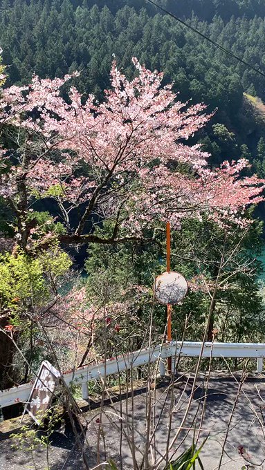 Mi-café OPENです！桜の花びらが落ちる速度は秒速5センチメートルなんだって...の季節がやってきました🥰 