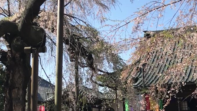 帰りに六地蔵の枝垂れ桜を見に来たけど殆ど散ってた。桜の季節になると新海誠さんの秒速5センチメートルを思い出す。新海誠さん