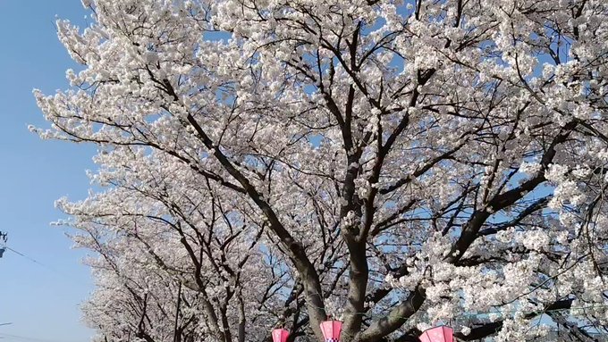 お花見午後の部ここは映画「アオハライド」にも使われた場所らいし。 