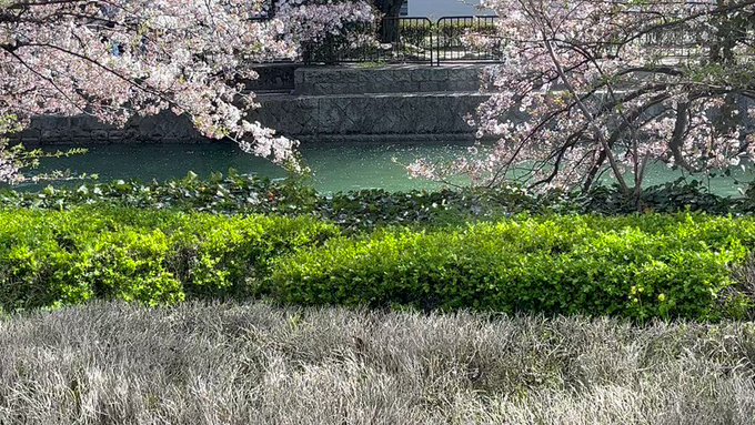 昨日満開の夜桜を楽しんだのですが、今日の昼は桜吹雪で『秒速5センチメートル』のキービジュみたいになってる平安神宮の疏水沿