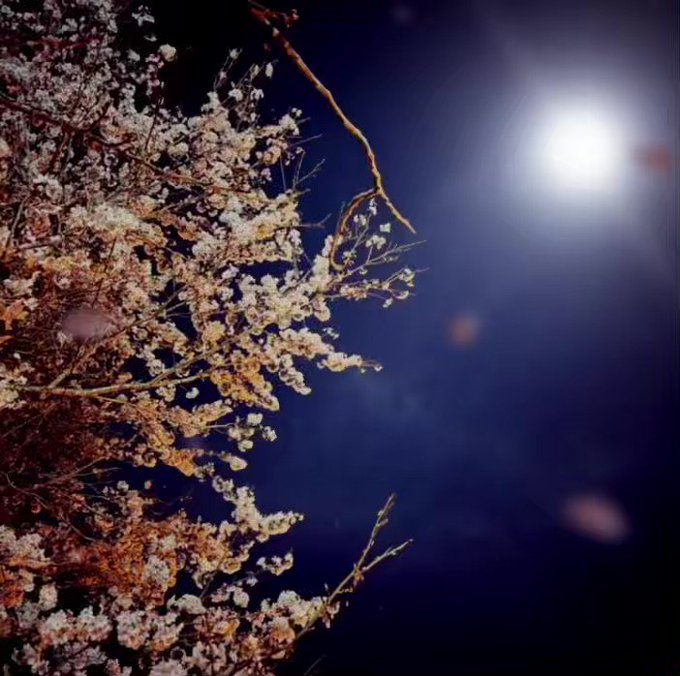 #夜桜 #桜 #月 秒速5センチメートルの想い出は遠くの日々をBGMにこの時期なぜか秒速5センチメートル見たくなるwww