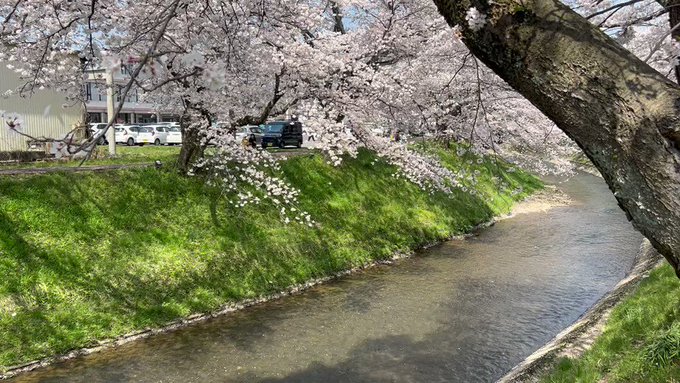 桜見てきました。花びらが散っていくのも儚げで綺麗ですね。秒速5センチメートル。 