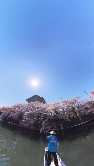 舟下り目線の四季の広場🤗🌸🌸🌸#大垣 #聲の形 #舟下り #insta360x3 舟下り目線の四季の広場🤗🌸🌸🌸#大垣 #聲の形 #舟下り #insta360x3