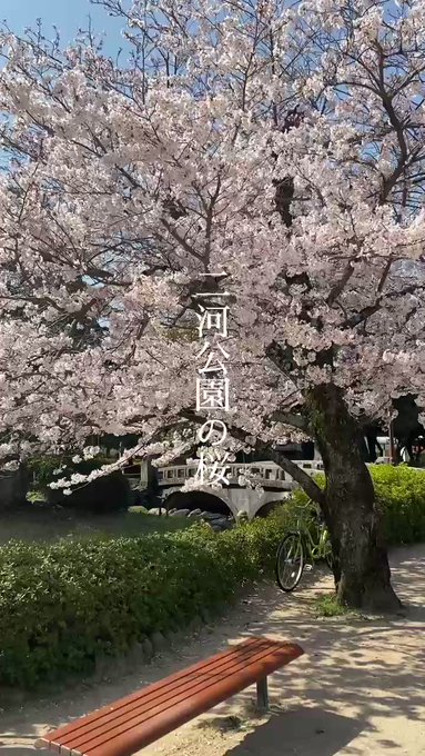 二河公園の桜🌸🌸🌸「この世界の片隅に」にも登場した二河公園の桜が見頃になっています😊 二河公園の桜🌸🌸🌸「この世界の片隅に」にも登場した二河公園の桜が見頃になっています😊