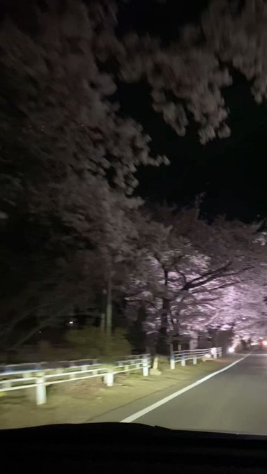 夜の森北側の桜ライトアップ🌸デミちゃんの車窓から。 夜の森北側の桜ライトアップ🌸デミちゃんの車窓から。