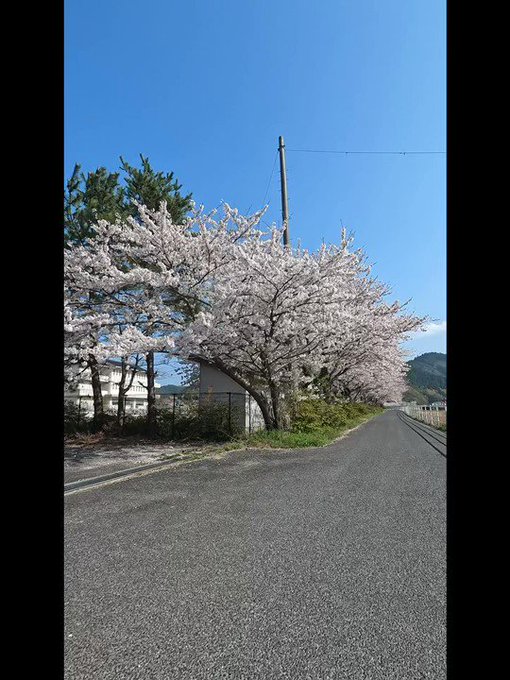 中村も桜が満開です。海の色も変わって来ました。#隠岐 #離島 #風景 #桜のある風景 #海水浴場 #砂浜 #桜並木#ok 中村も桜が満開です。海の色も変わって来ました。#隠岐 #離島 #風景 #桜のある風景 #海水浴場 #砂浜 #桜並木#ok