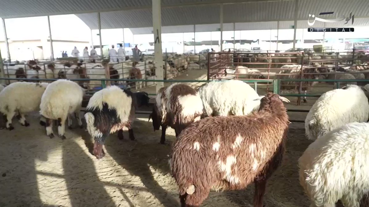 مواطنون: ارتفاع أسعار الأضاحي في صفاة الغنم

عيد الأضحى
يوم عرفة
 