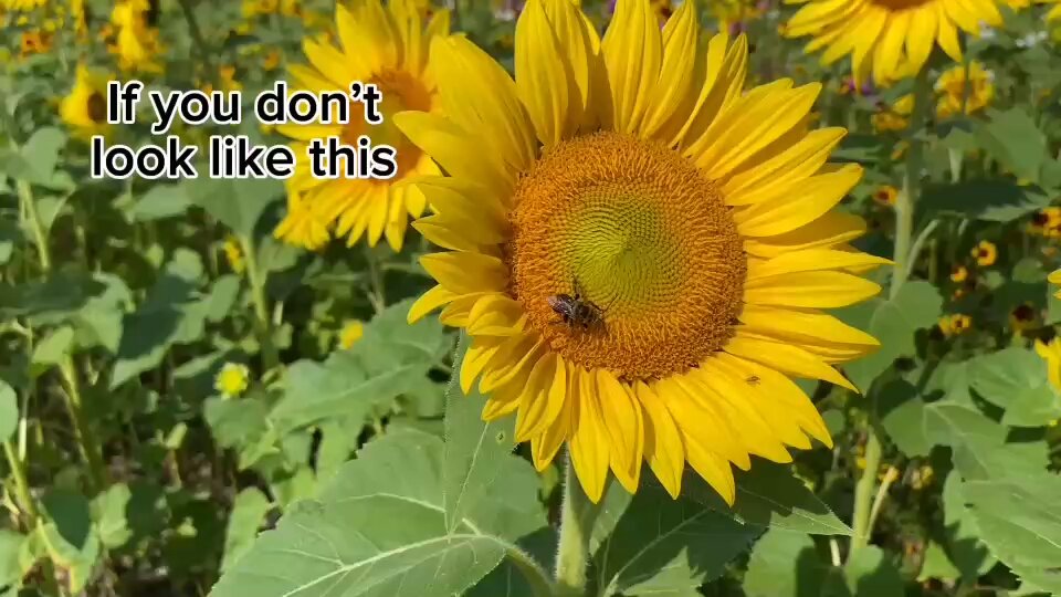 Who’s working hard in the flower beds?
🐝 🦋 🐞 👟
(Hint: Not the sneakers.)

#WildflowerWednesday https://t.co/0HTvislke6