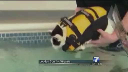 This cat is trying to lose weight by swimming lmfao https://t.co/qd2Gm8y9zF