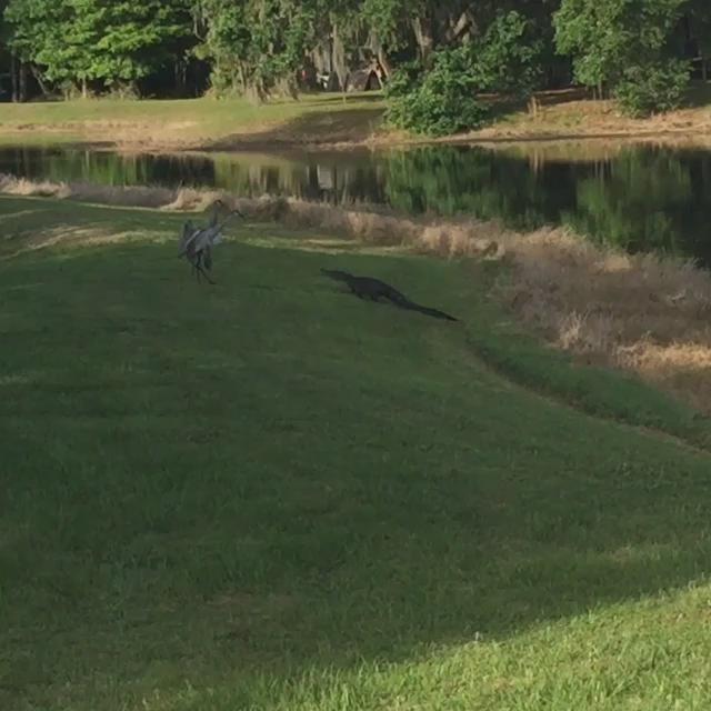 RT @kimroc1: @tonibraxton I have one of those alligators in my back yard. Two cranes punked him. http://t.co/MbGpW1uvVg