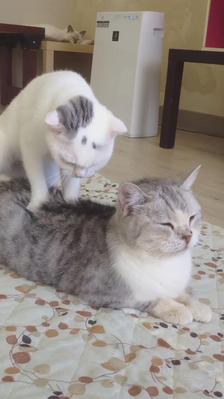 お客さん、こってますね〜(=゚ω゚)ノ http://t.co/WsQAeLfUjZ