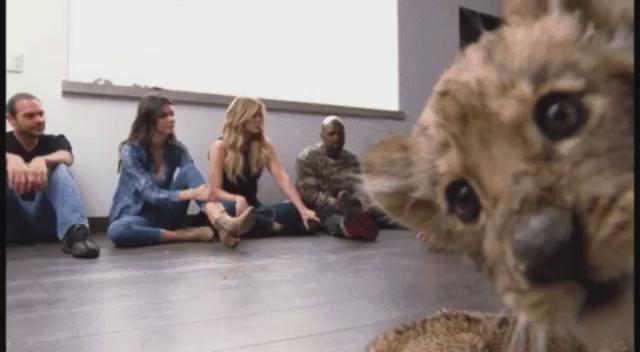 RT @thek_kollection: Special guest on this Sunday's episode of @KUWTK, this little cutie from @blackjaguarwhitetiger ???? Don't miss it!! http…