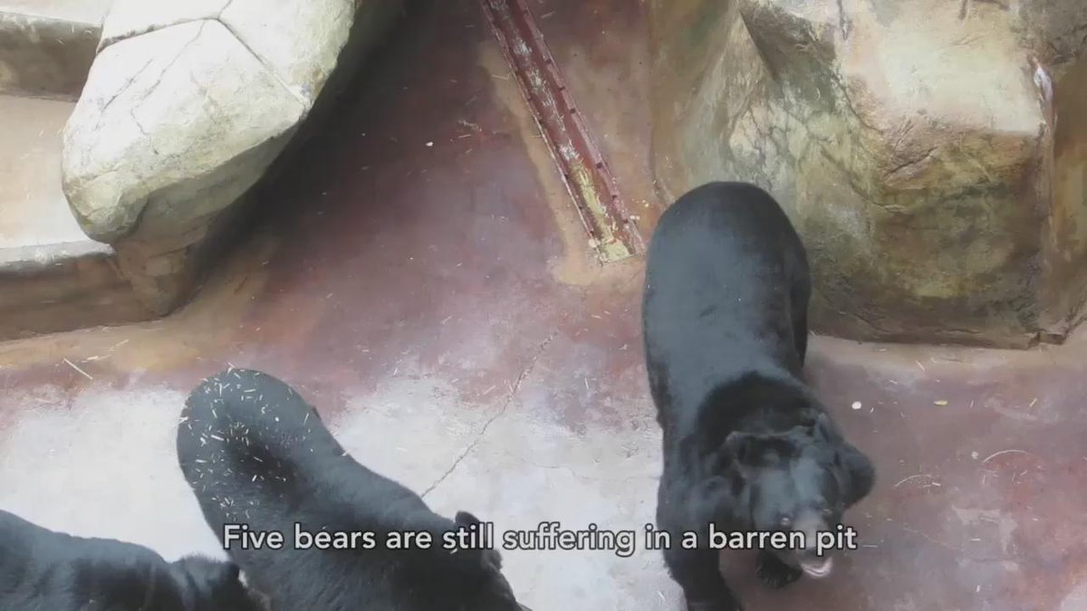 RT @peta: 2 bears were rescued from these concrete pits. Meet the 5 who are still there: https://t.co/SmVHyTgB5N #PETArescue https://t.co/w…