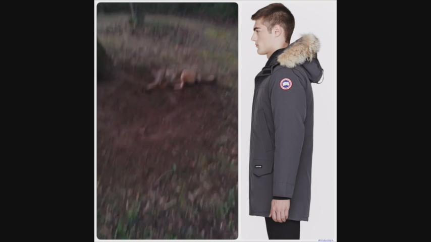 RT @peta: Coyotes bark just like dogs when they're scared. Even ones killed for fur trim. CC: @CanadaGooseInc [via Rob Banks] https://t.co/…