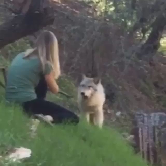 RT @angels4animalre: Founder @joannakrupa trying to help #wolf #dog 

https://t.co/SoBcE4QtoF https://t.co/2iw1ukpfPk